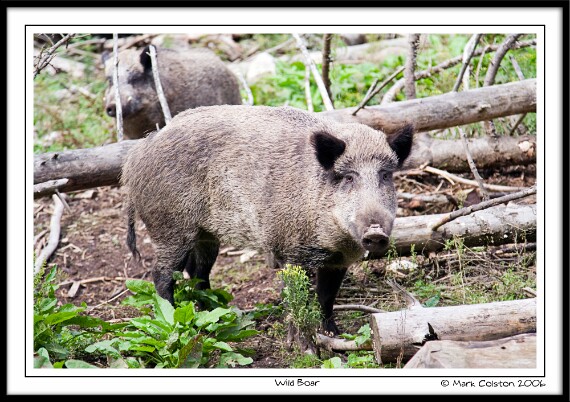 Wild Boar